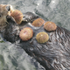 Illustration for article titled Otters Oddities